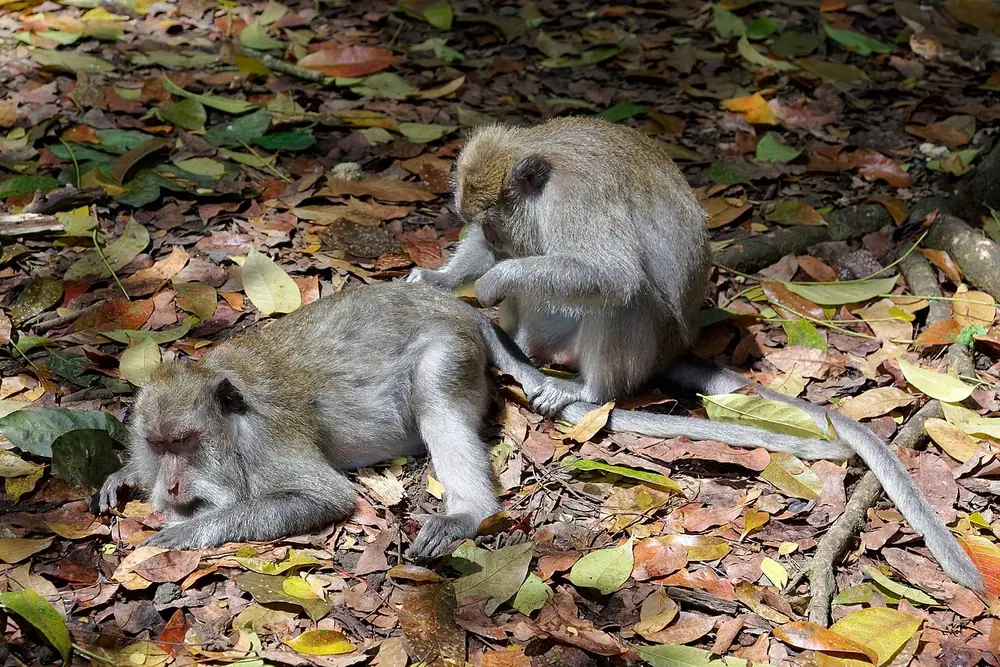 Partez tôt, la route est encore vide — Ubud, Où rouler depuis Denpasar