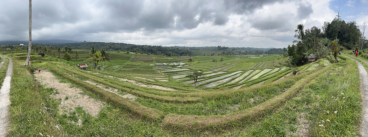Sawah berundak Jatiluwih warisan UNESCO, 5 menit dari desa naik motor