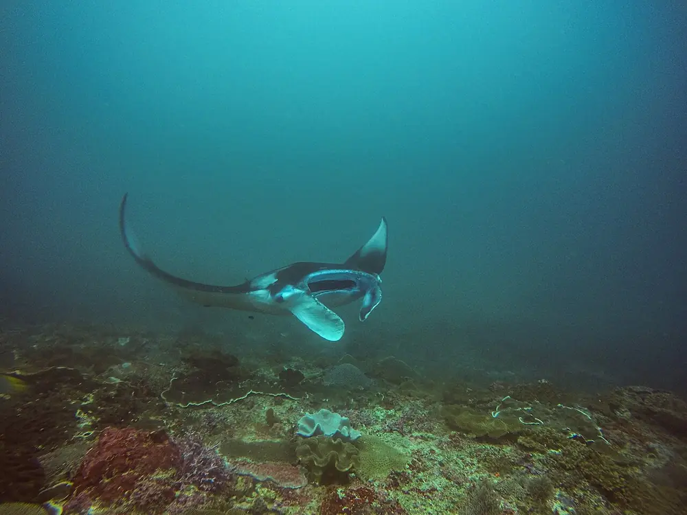 Le tuba avec les raies manta — Manta Bay en bateau, Où rouler depuis Jungut Batu Lembongan