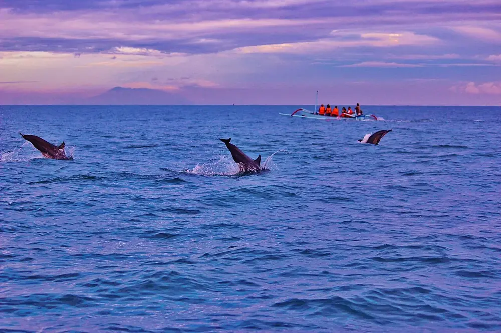 Partez à 6h du matin, c'est là que les dauphins jouent — Dauphins à l'aube, Où rouler depuis Lovina