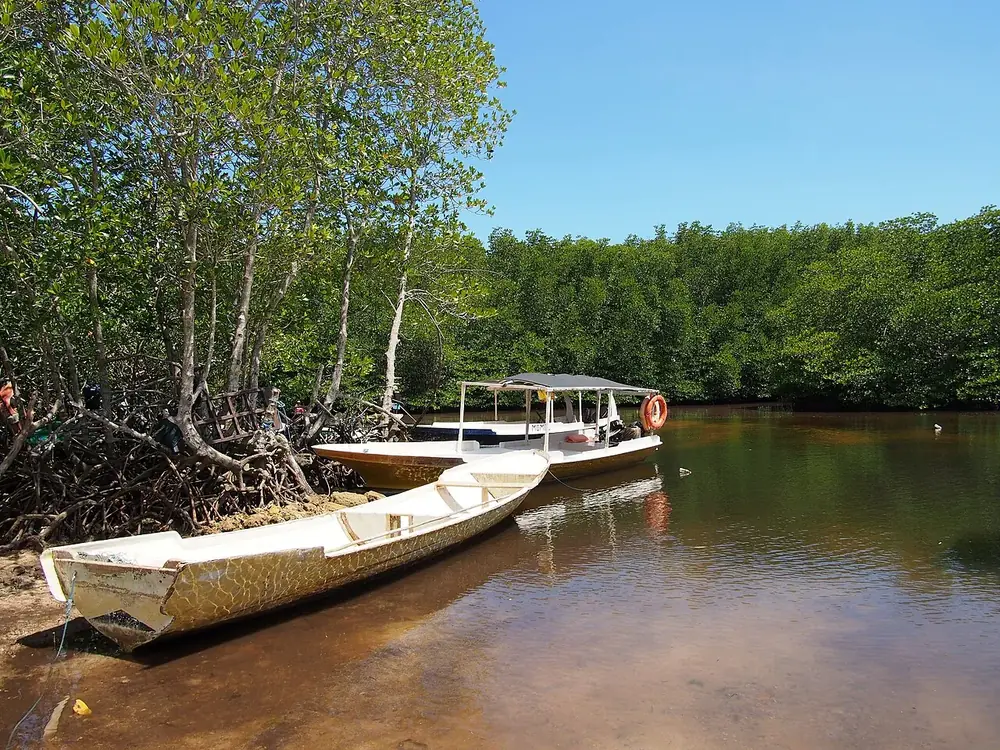 Balade en barque au cœur de la mangrove — Mangrove, Où rouler depuis Nusa Lembongan