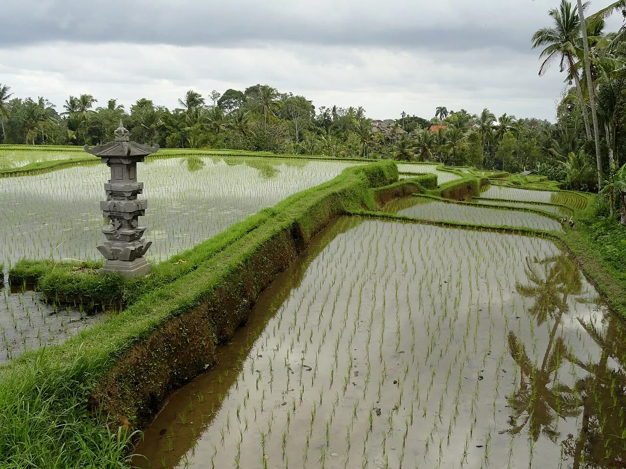 Le Campuhan Ridge Walk, le sentier de crête emblématique qui part de Penestanan, Ubud