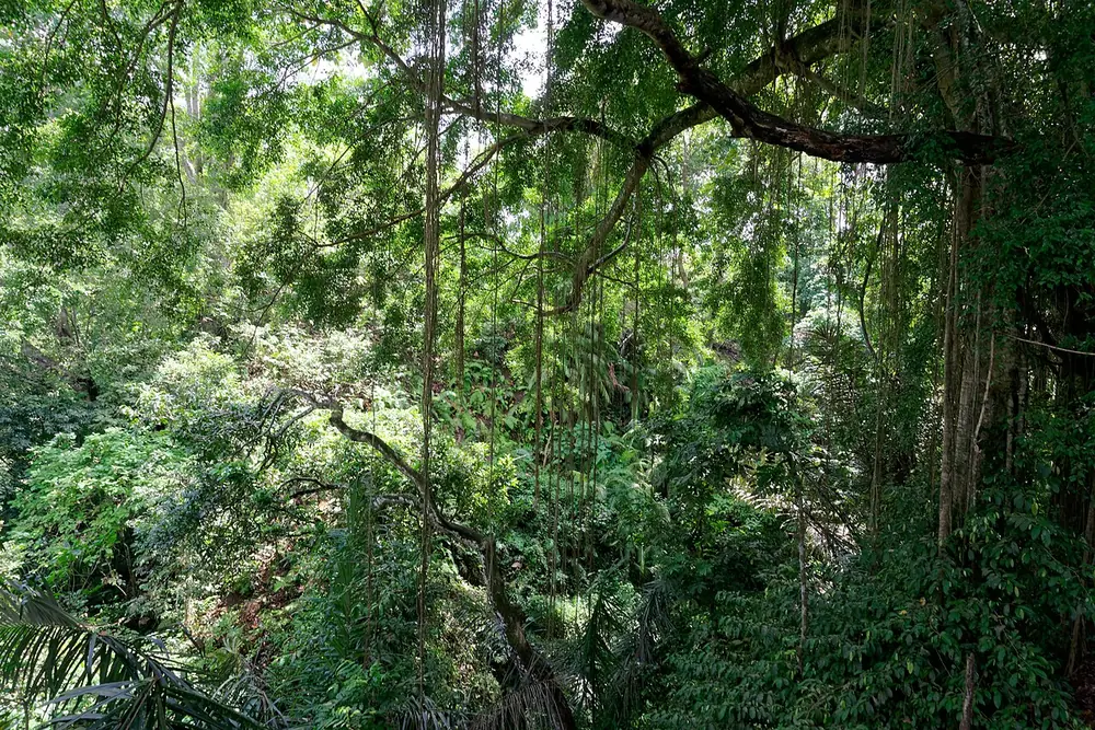 Parkir sisi Pengosekan lebih sepi — Forêt des Singes d'Ubud, Kemana aja dari Pengosekan