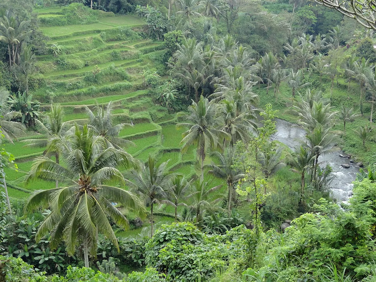 La vallée de la rivière Ayung à Sayan, point de départ du rafting près d'Ubud