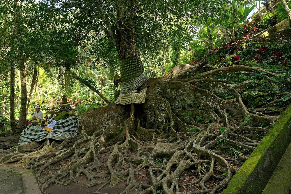La grotte est petite, mais les jardins valent le détour — Goa Gajah, Où rouler depuis Sayan