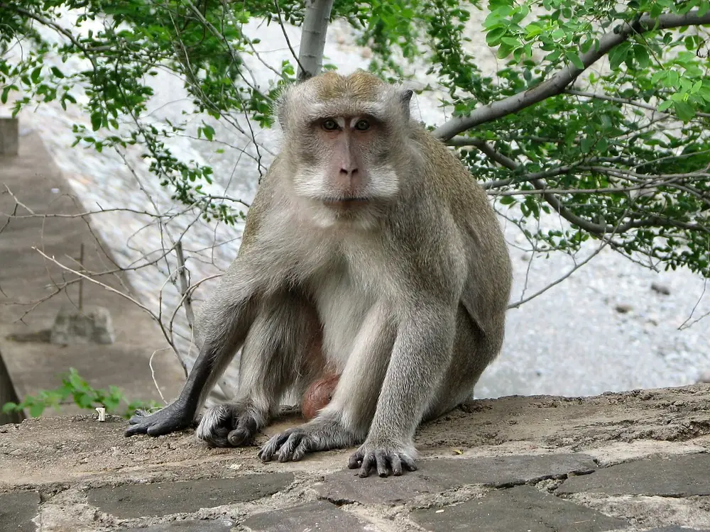 Un temple en bord de route, plein de singes — Pura Pulaki, Où rouler depuis Seririt