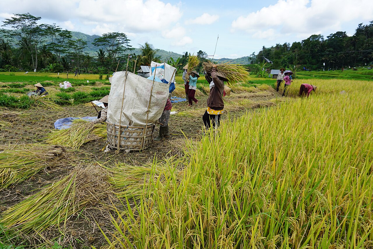 Sawah terasering lembah Sidemen dengan latar Gunung Agung, 10 menit naik motor