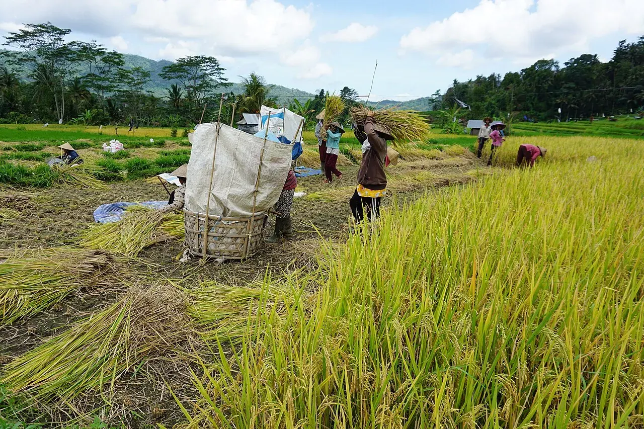 Les rizières en terrasses de la vallée de Sidemen face à l'Agung, à 10 minutes en scooter