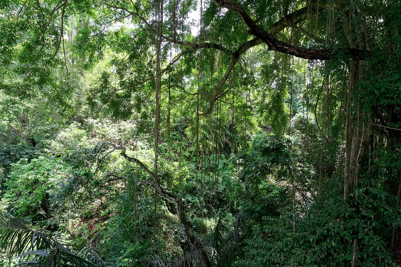 La Forêt des Singes d'Ubud, à 10 minutes de Singakerta en scooter