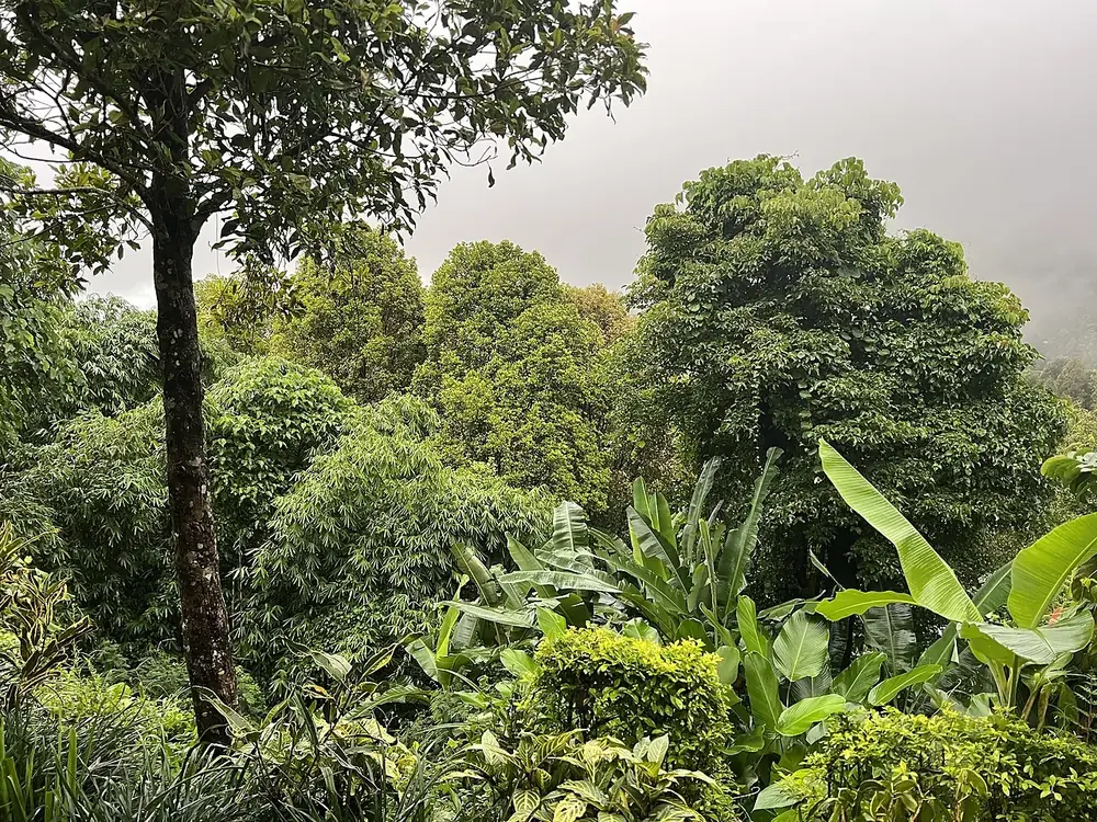 La montée vaut le détour, plantations de café tout du long — Munduk, Où rouler depuis Singaraja