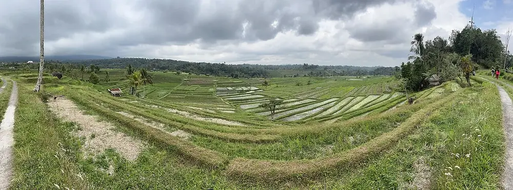 Les terrasses UNESCO, au plus vert après la pluie — Jatiluwih, Où rouler depuis Tabanan
